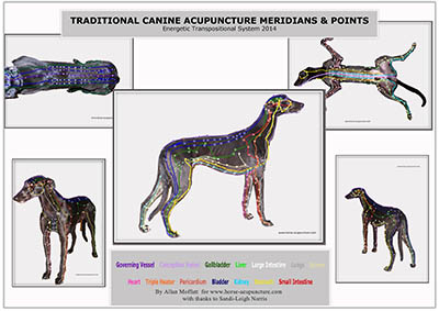 dog meridian chart